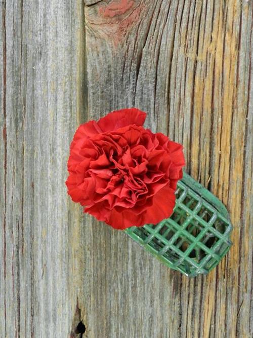 GRANSOLE  RED CARNATIONS